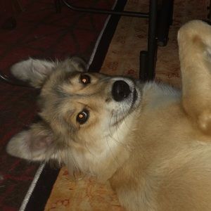 Meet your Posher, Christopher